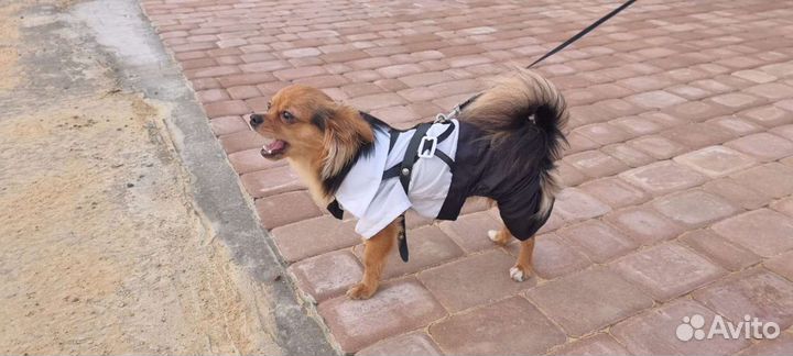 Чихуахуа вязка кабель