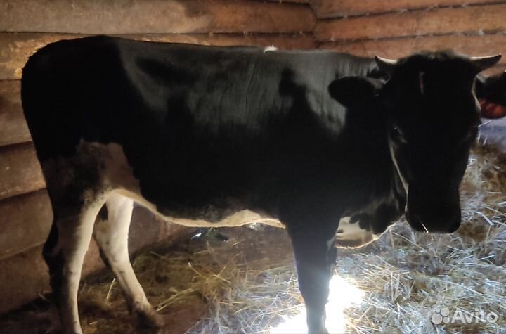 Телка 1 год