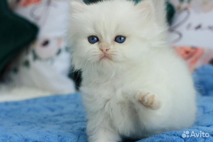 Британская девочка Йота