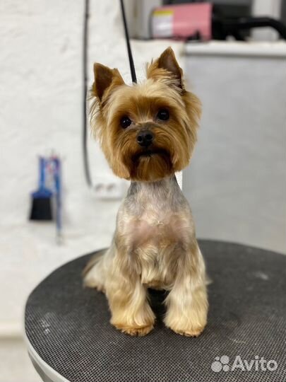 Нужны модели на бесплатную стрижку йорк, шпиц