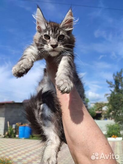 Котята мейн-кун