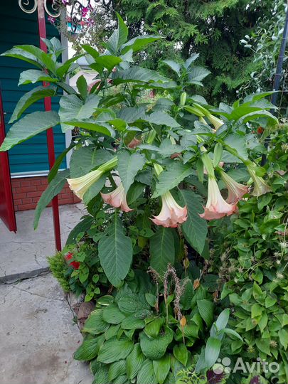 Укорененные черенки Бругмансии