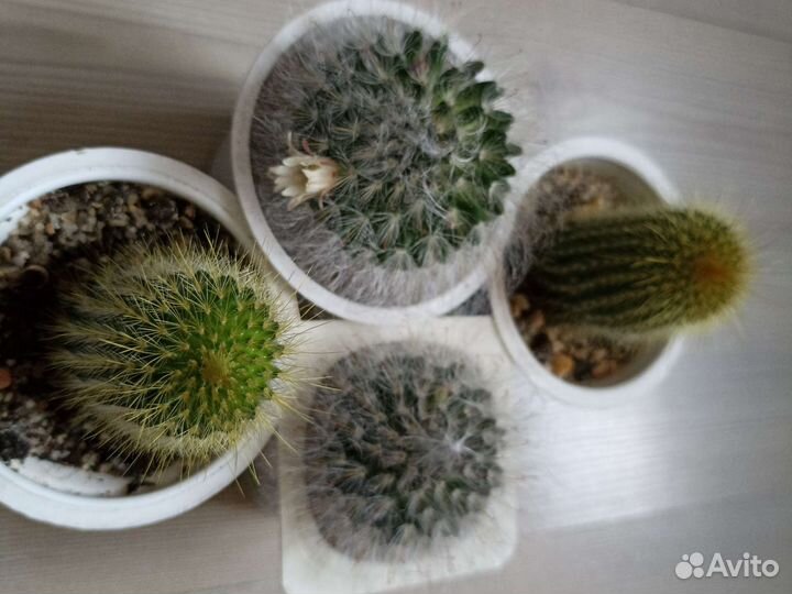 Аспарагус, Спатифилум, кактус