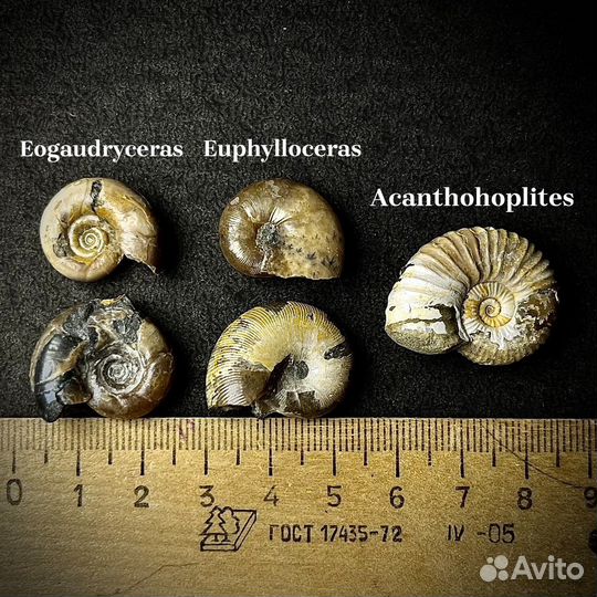 Набор аммонитов окаменелость ископаемое
