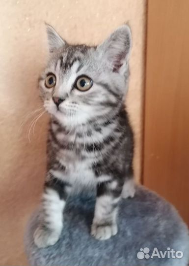 Британский котёнок 