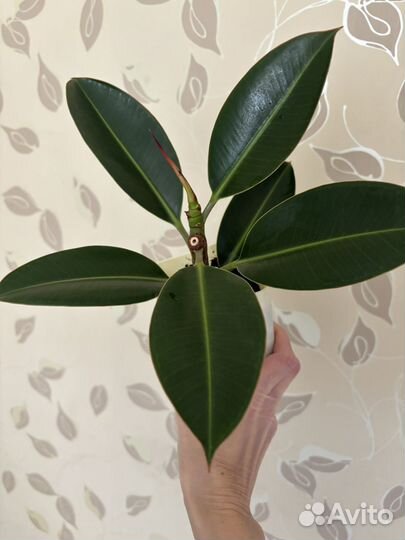 Фикус (Ficus elastica Robusta)