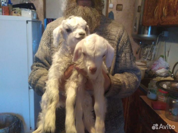 Нубийские козлята