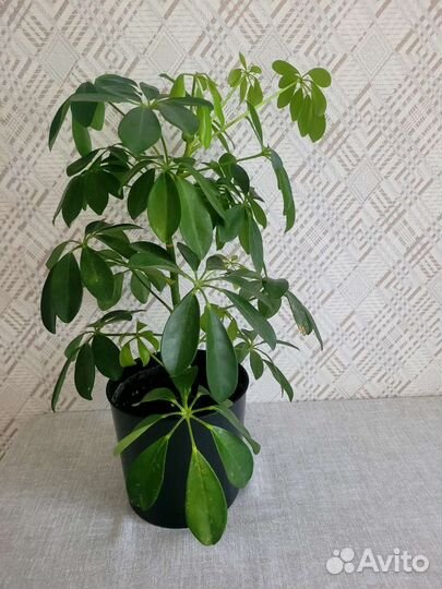 Комнатные цветы Шефлера