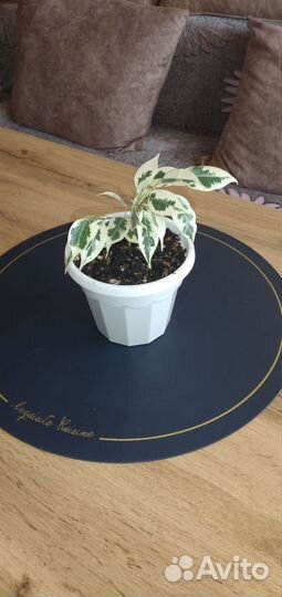 Комнатные растения