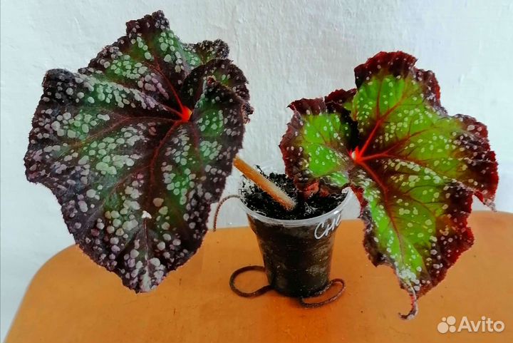 Сортовые бегонии