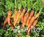 Морковь оптом от 20 тонн