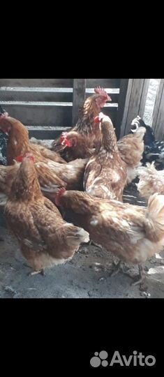 Куры ломен Браун