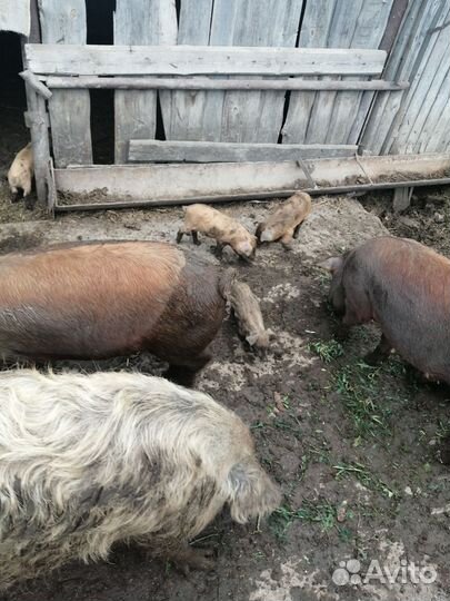 Продажа мяса свинина