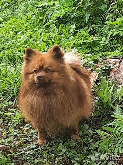 Померанский шпиц вязка