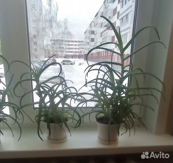 Фикус, алое вера