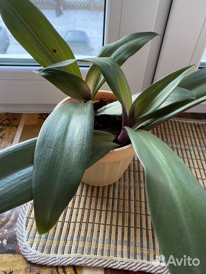 Комнатные растения