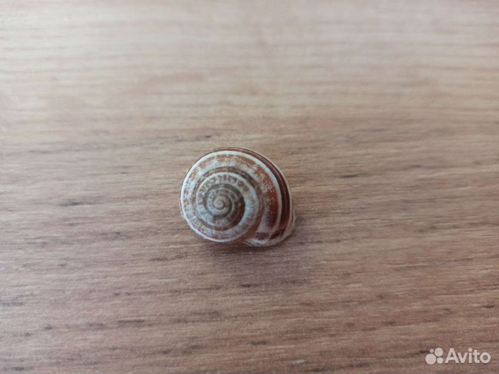 Морская раковина