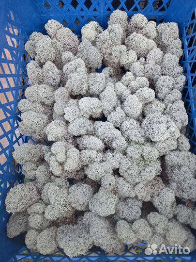 Мох ягель живой