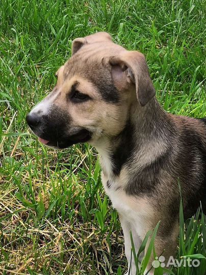 Собаки бесплатно в добрые руки