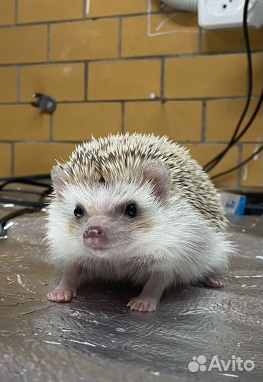 Красивый самец ежик вязка