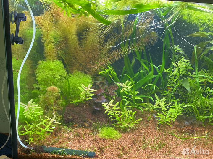 Растения, рыбы, корм для аквариума