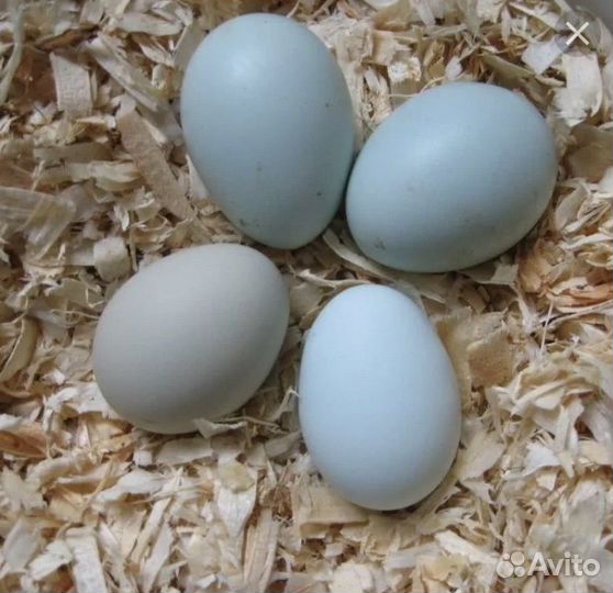 Утки индийский бегунок