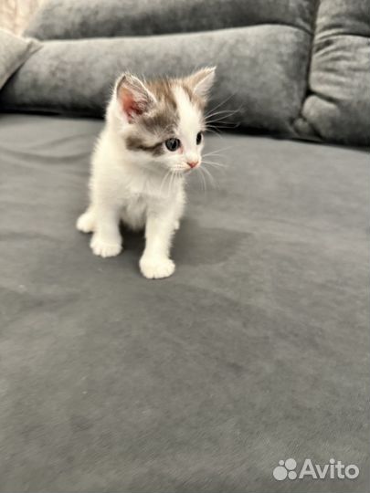 Котенок мальчик