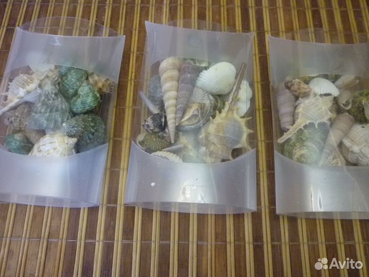 Ракушки