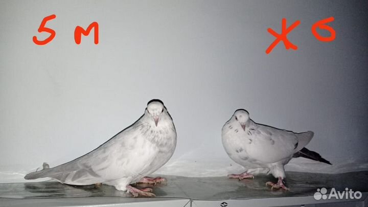 Продажа голубей