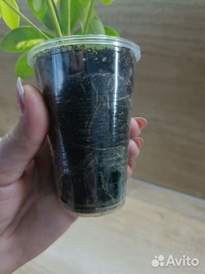 Комнатные цветы