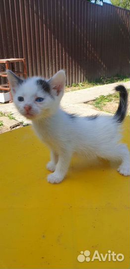 Котята ищут дом