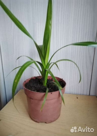 Панданус