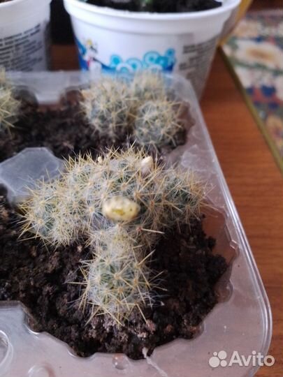 Шефлера денежное дерево кактусы цветущие