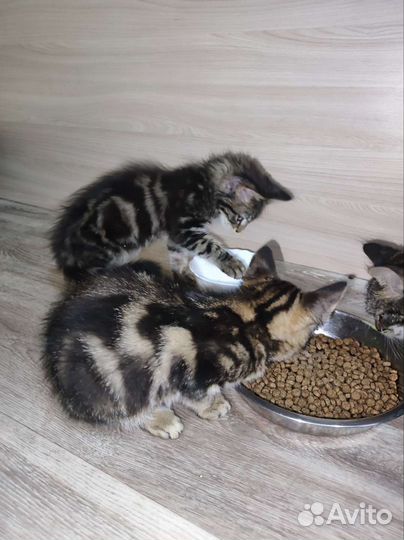 Котята бесплатно