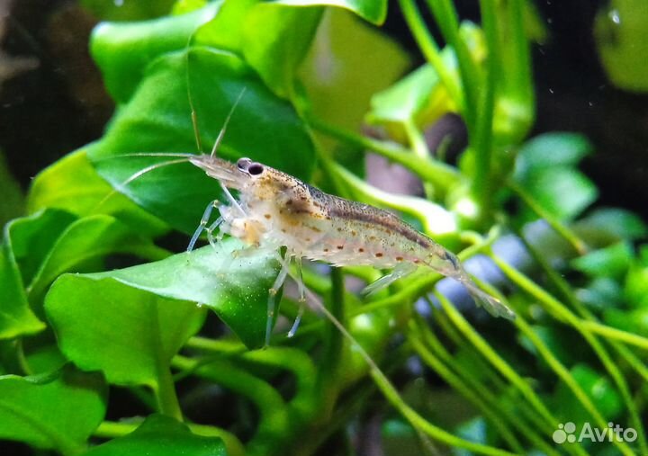 Продам креветок Амано