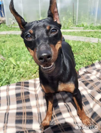 Вязка цвергпинчер