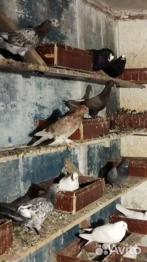 Голуби бакинцы, такла