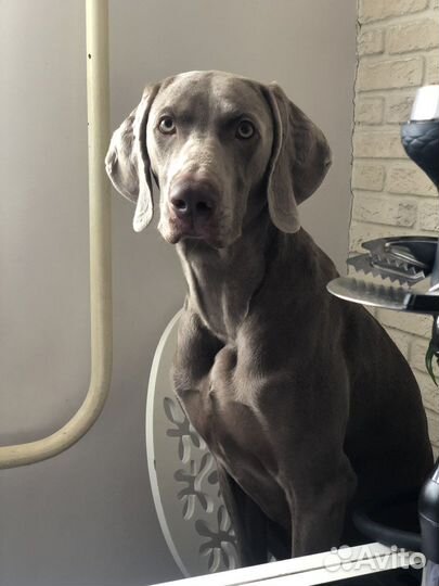 Веймаранер для вязки