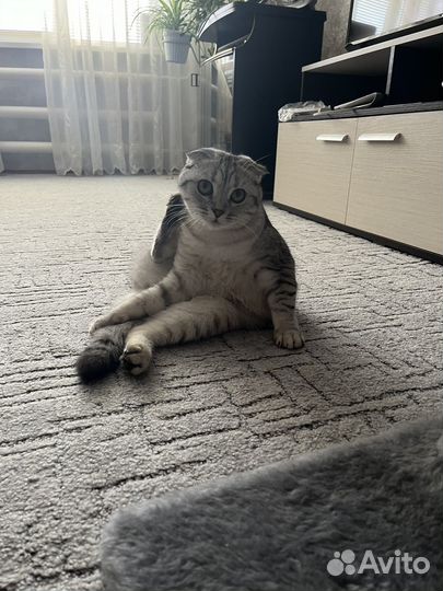 Отдам в добрые руки