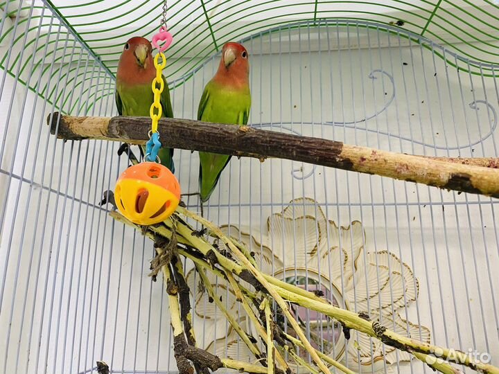 Ожереловый