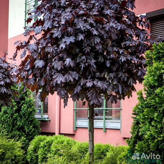 Клён краснолистный на штамбе