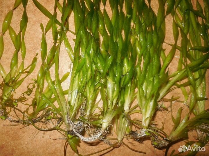 Валенсерия спиральная