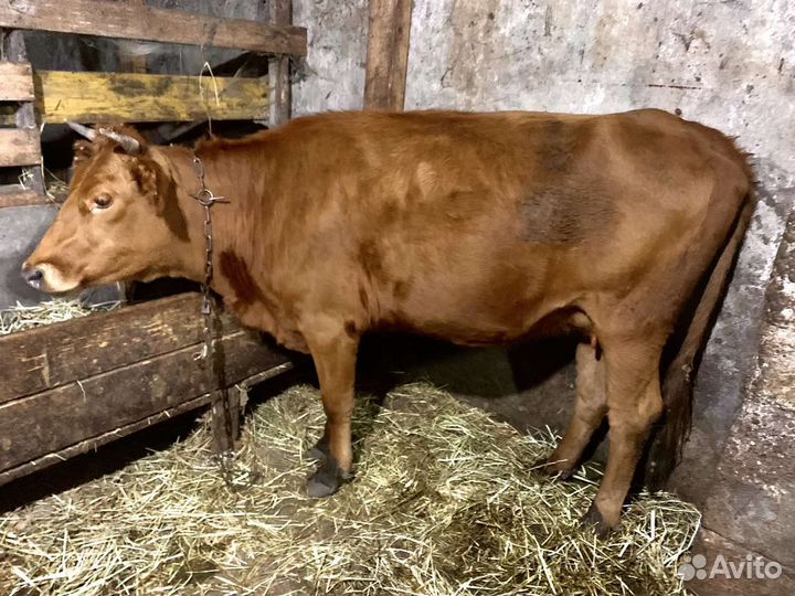 Коровы дойные