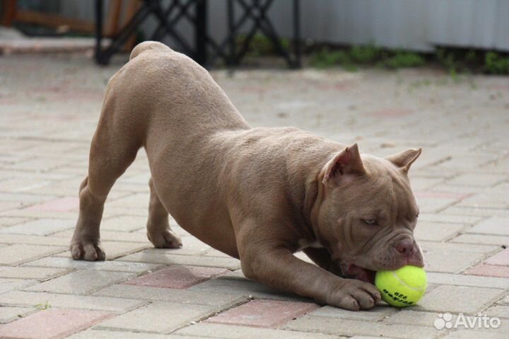 Супер девочка амбулля