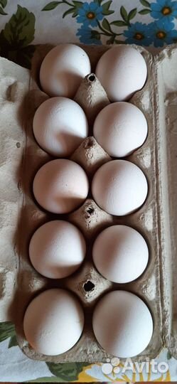 Инкубационное яйцо фавероль