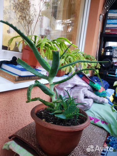 Алое (столетник)