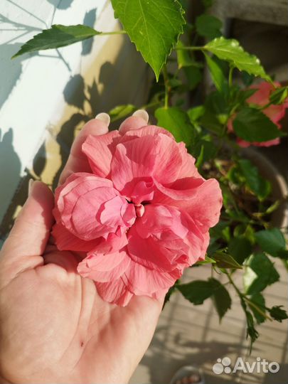 Гибискус, китайская роза оранжевый, розовый махров