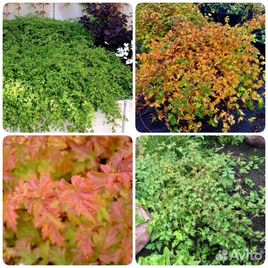 Многолетние растения для сада