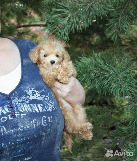 Той-пудель тикап супер мини девочка