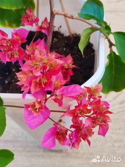 Бугенвиллия